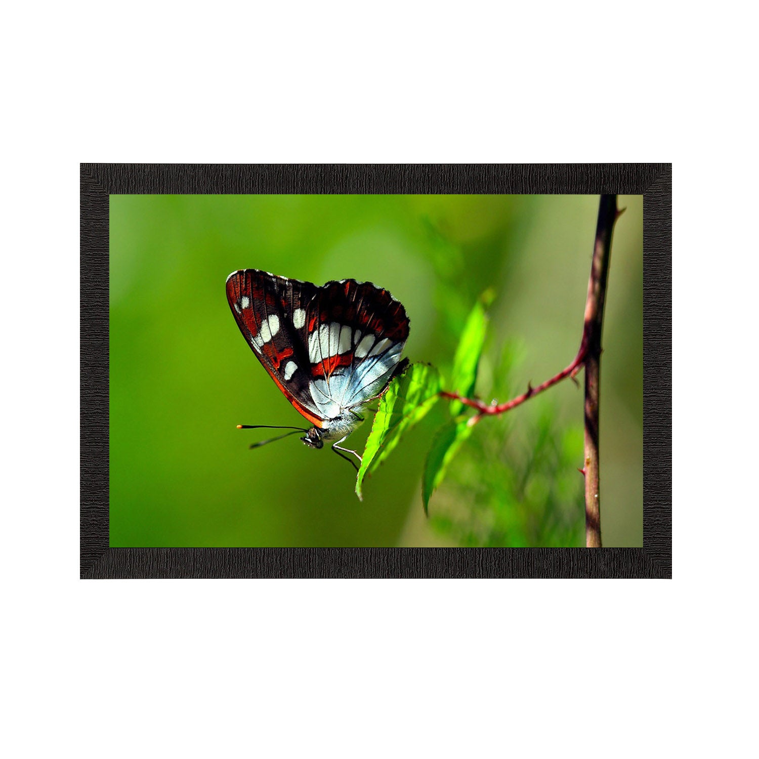 Butterfly Satin Matt Texture UV Art Painting